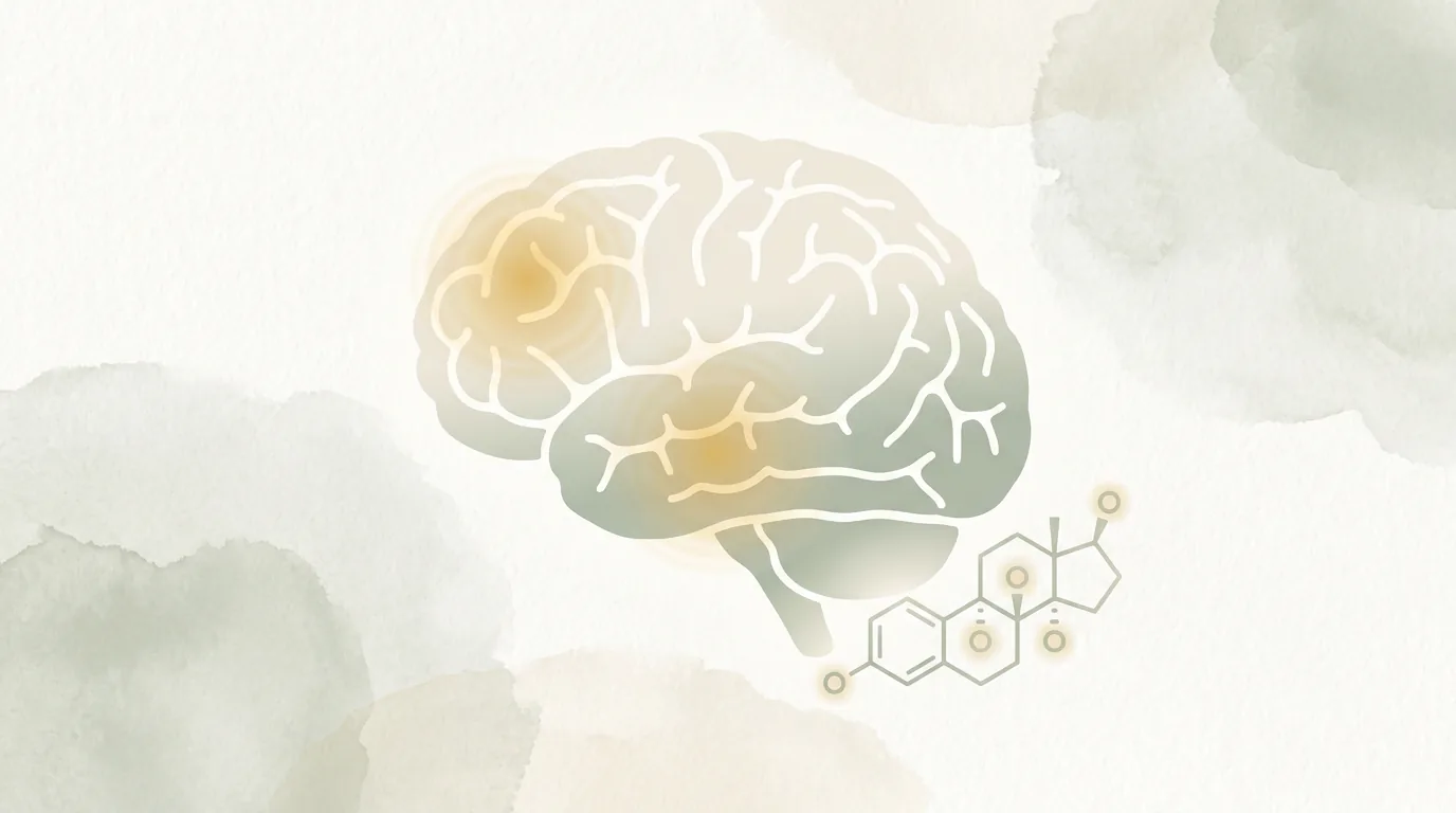Illustration of estrogen's role in brain memory and language function during perimenopause